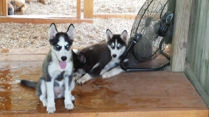 husky puppies for sale Tennessee